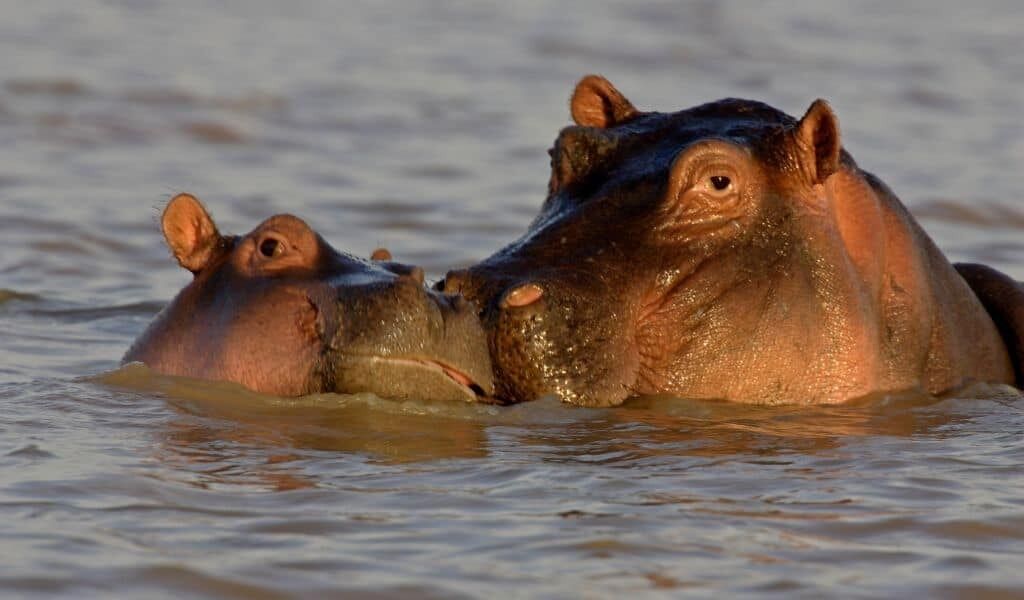 Dos hipopótamos sumergidos parcialmente en el agua.