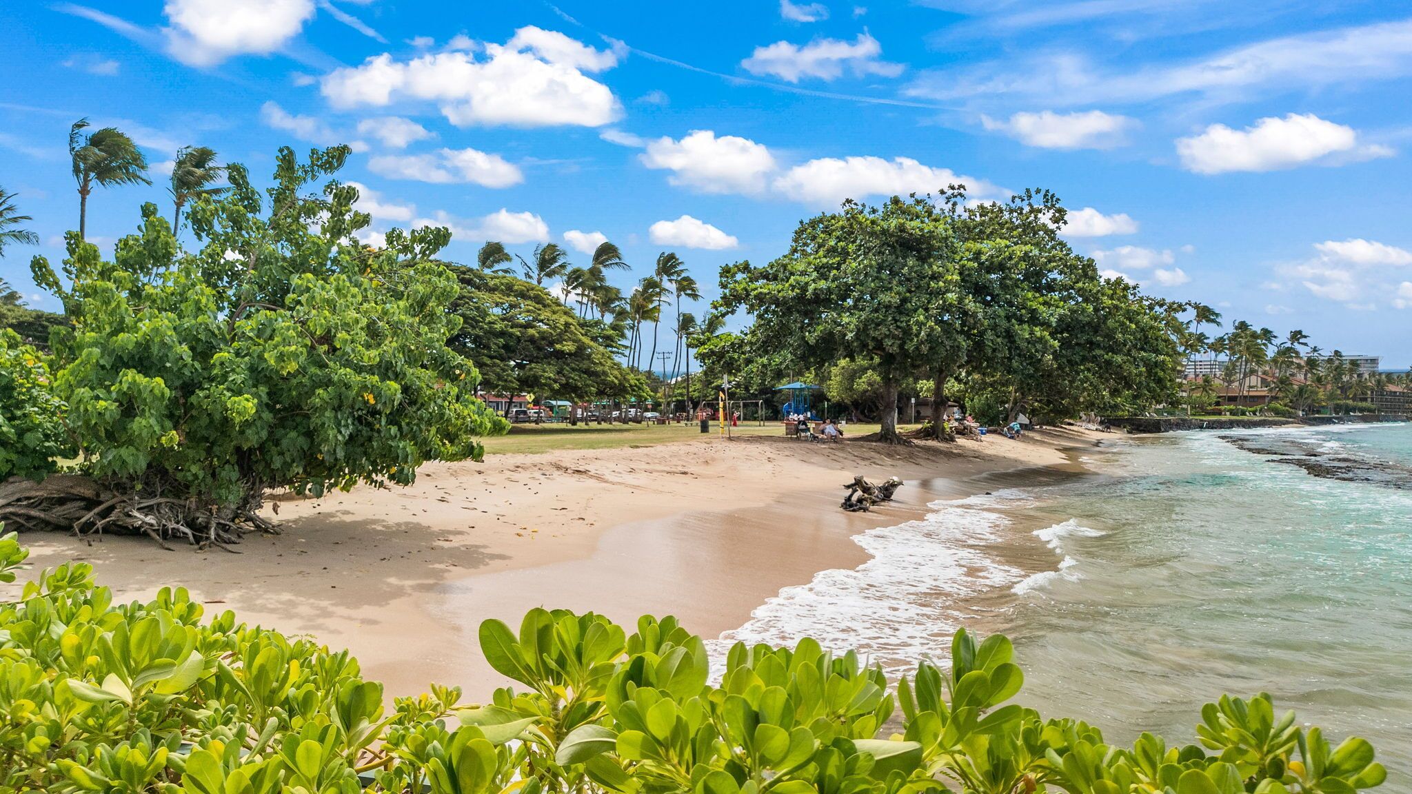 Une plage avec un ciel dégagé, des palmiers et une rive sablonneuse.