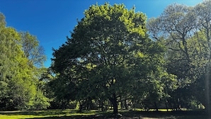 A large tree in a park with a clear sky. - Lodging in a garden near Fraispertuis City Park. (Rambervillers)