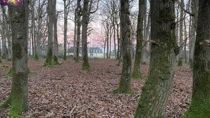 A forested area with leaf-covered ground and tall trees. - Nature immersion just 3 minutes from Tours (Mettray)