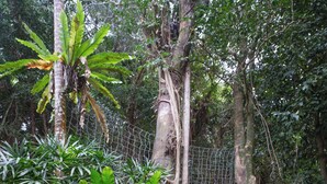 A natural setting with a variety of plants, a stone wall, and a wire fence. - The Point. A rainforest and ocean view retreat (Flying Fish Point)