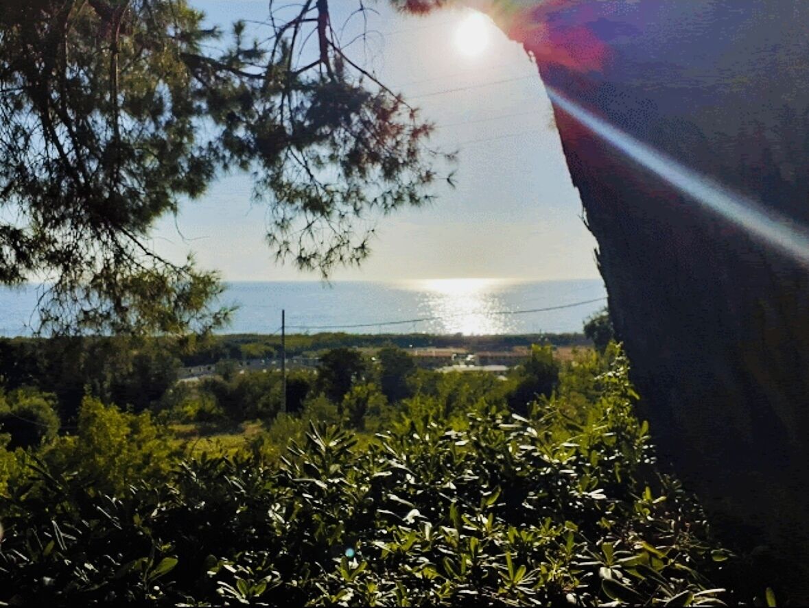 Une vue sur la mer, avec le soleil se couchant ou se levant, entourée d’arbres et de végétation.