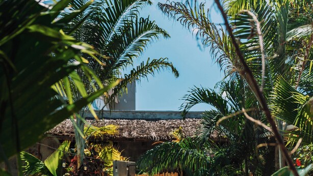 Une piscine entourée de chaises longues et de plantes tropicales.