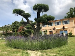 House | 5 bedrooms, Internet - Villa in Murs Heart of the Luberon (Murs)