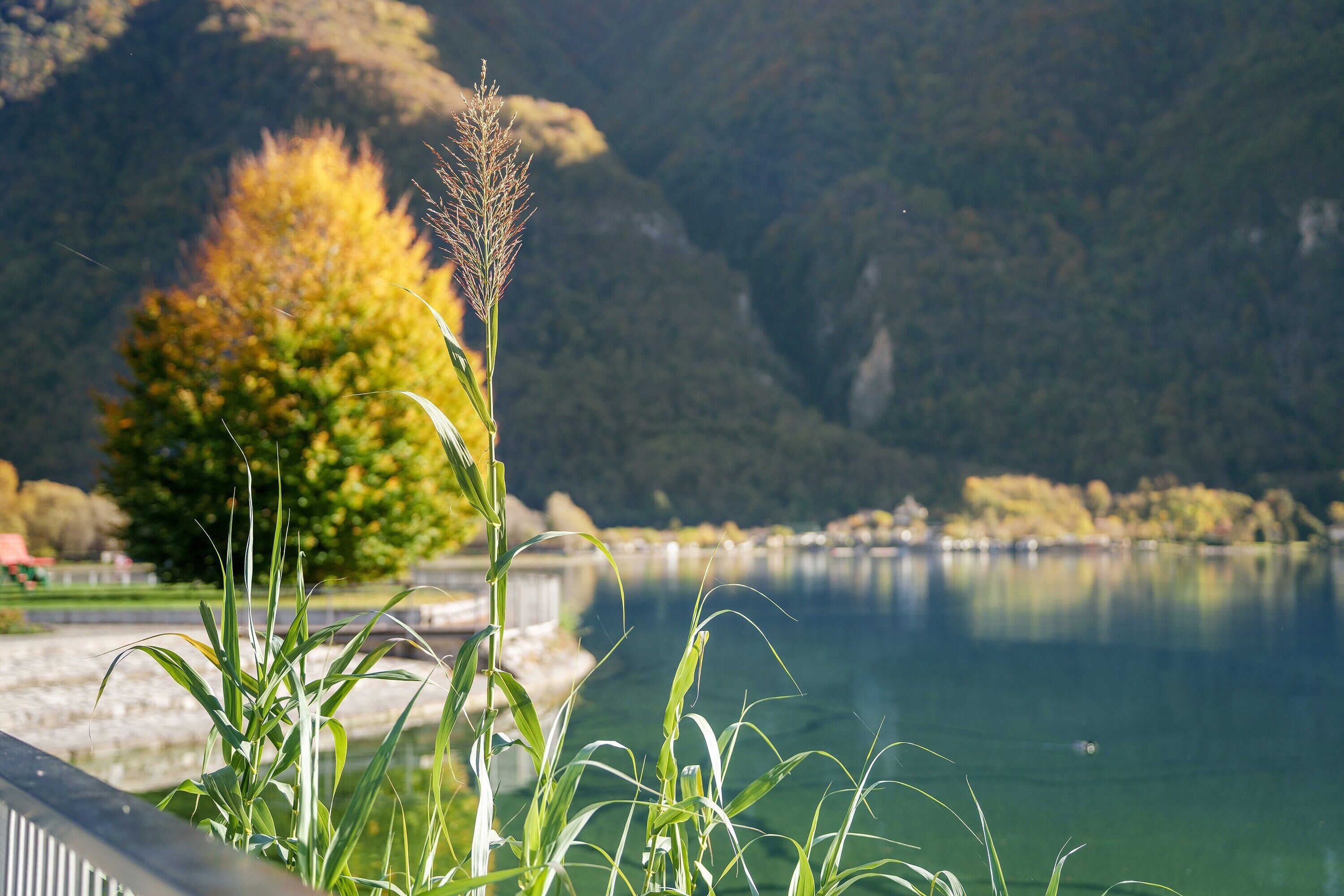 A serene lake with a mountain backdrop, a clear sky, and a foreground of tall grasses.