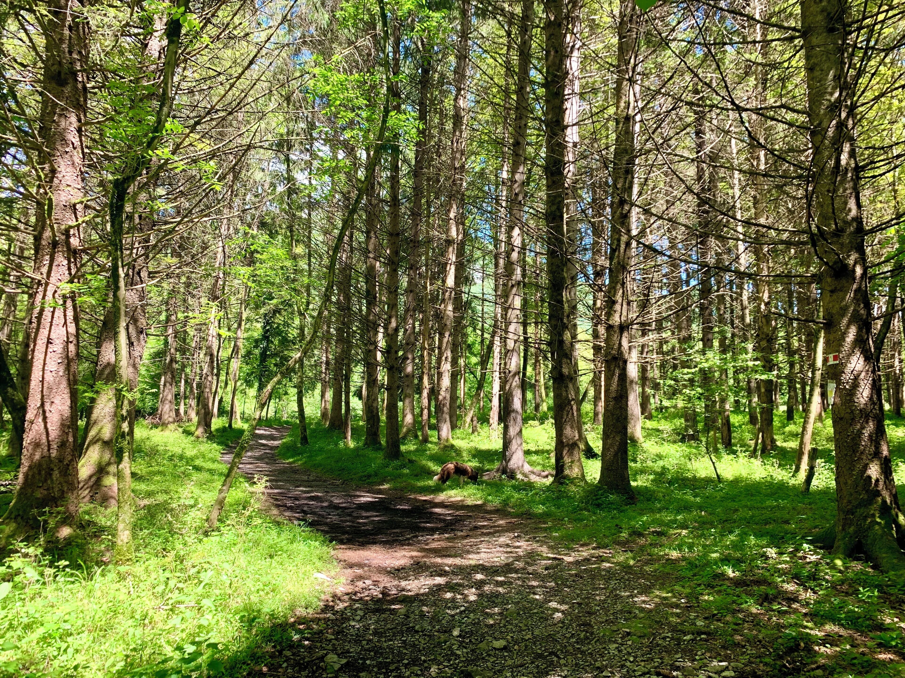 A forest path surrounded by tall trees and lush green foliage.