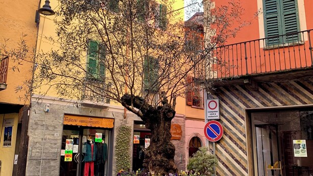 A round wooden table in the center of a cobblestone plaza, surrounded by colorful buildings with green shutters and a no parking sign.