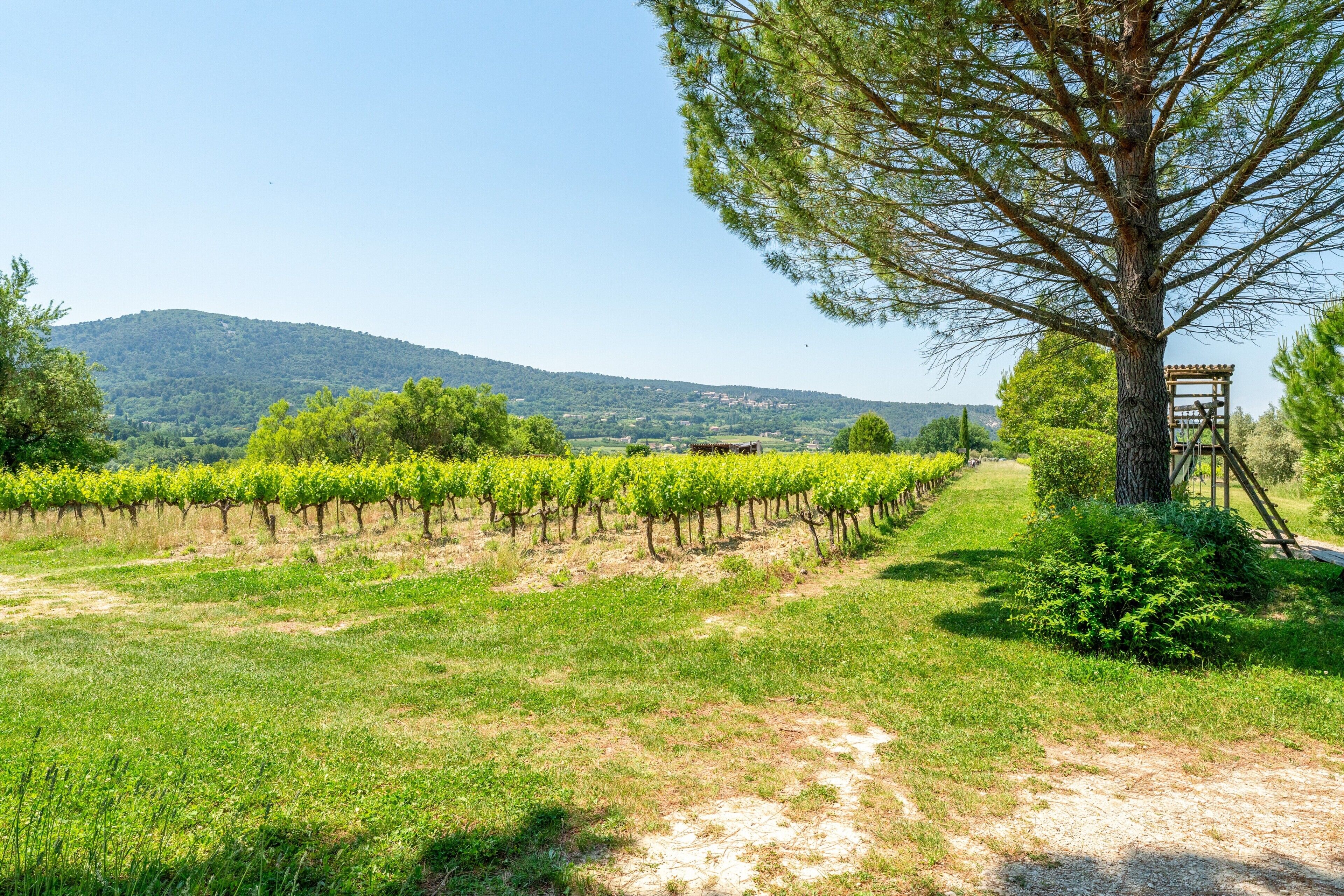 Un vignoble avec des rangées de vignes, un arbre et une structure en bois au premier plan.