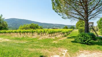 Un vignoble avec des rangées de vignes, un arbre et une structure en bois au premier plan.