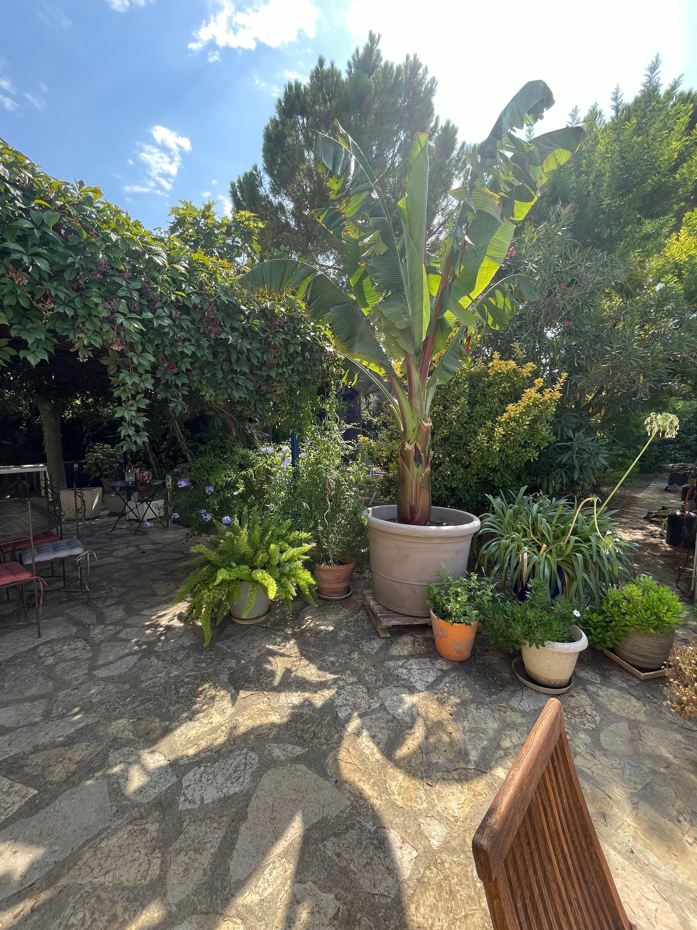 A garden area with potted plants, a wooden bench, and a stone floor.