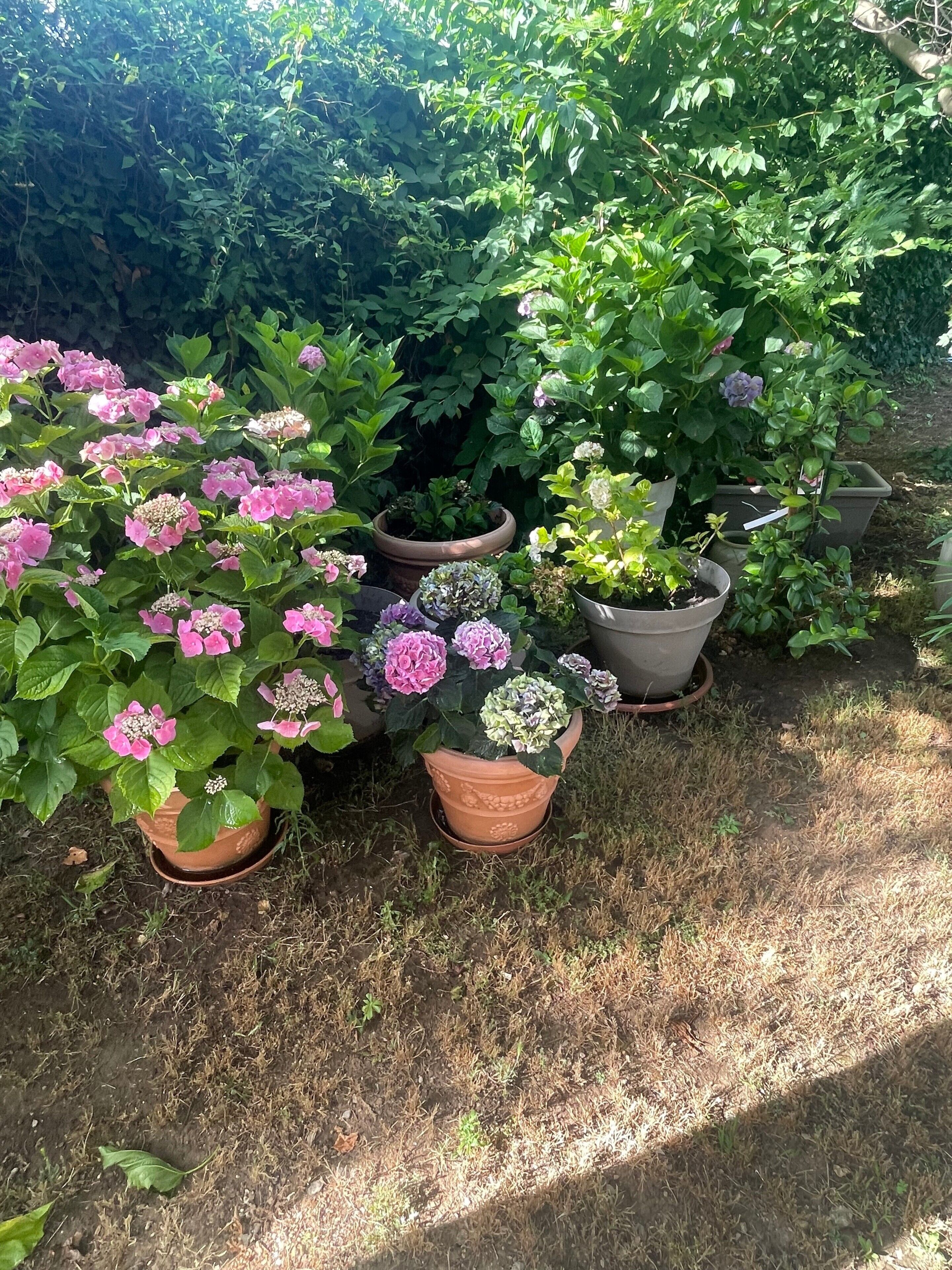 Des plantes en pot, fleuries, dans un jardin.