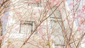 Ein mehrstöckiges Gebäude mit einem Baum mit rosa Blüten vor der Fassade.