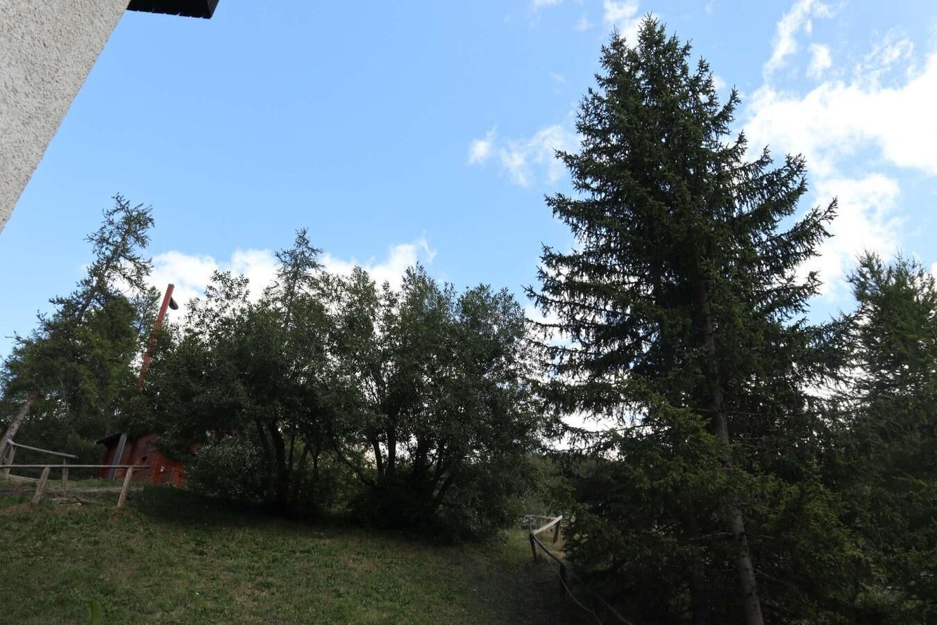 Un espace extérieur naturel, avec de grands arbres et un sentier bordé d’herbe.