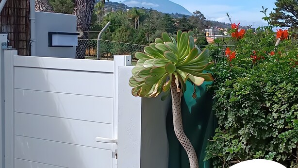 Una verja blanca, una planta verde grande y un seto con flores rojas.