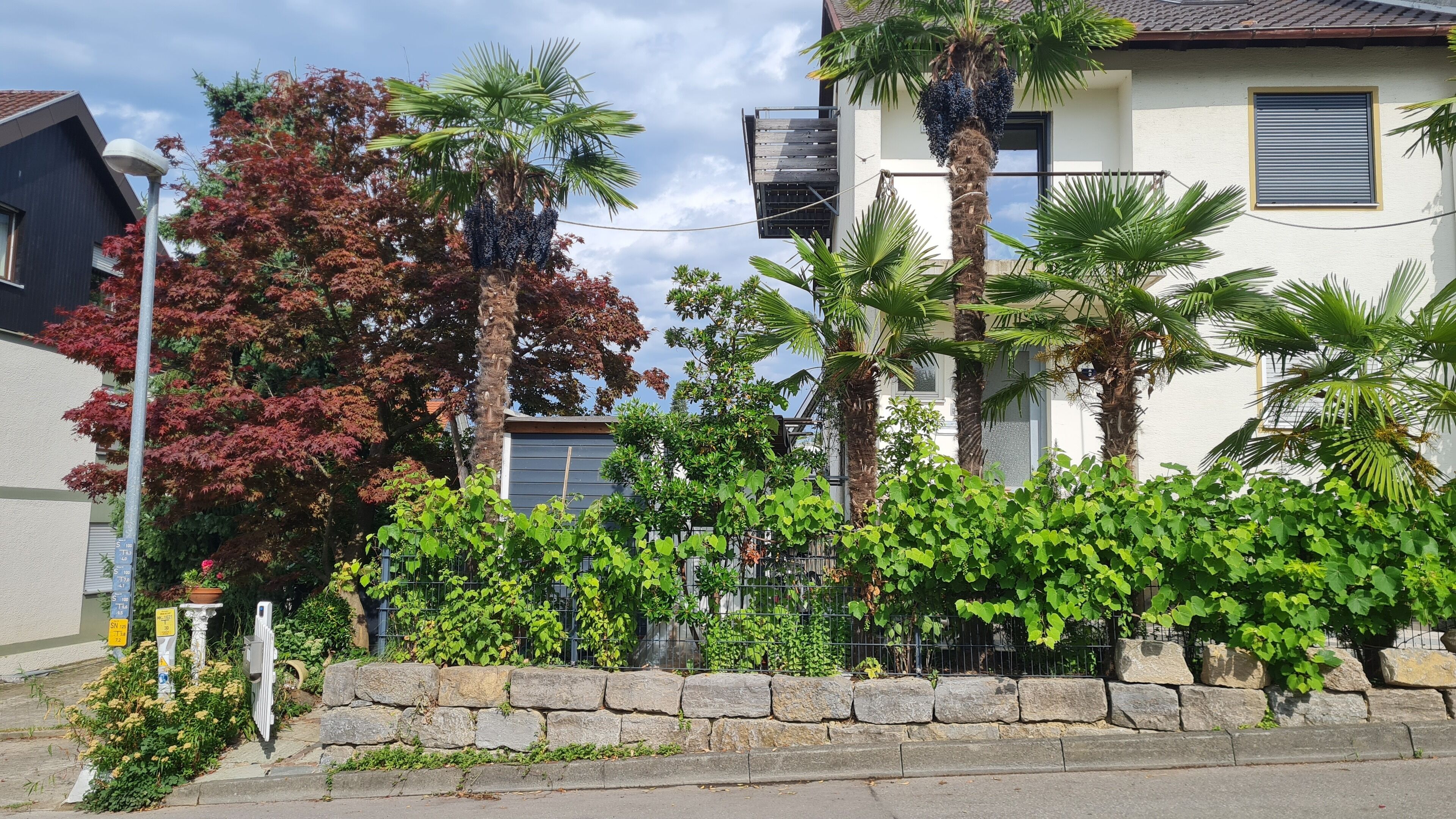 A residential area with a stone wall, various trees including palm trees, and a building with a balcony.