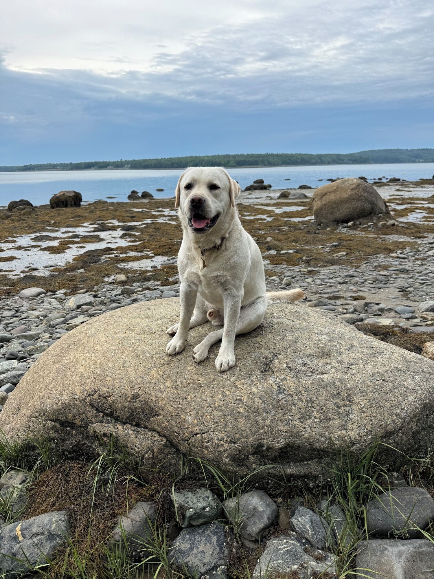 Pet-friendly