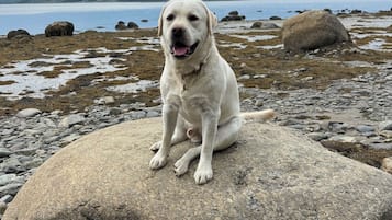 Pet-friendly