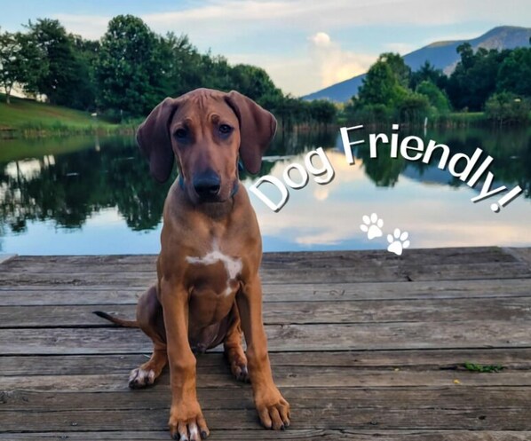 Pet-friendly