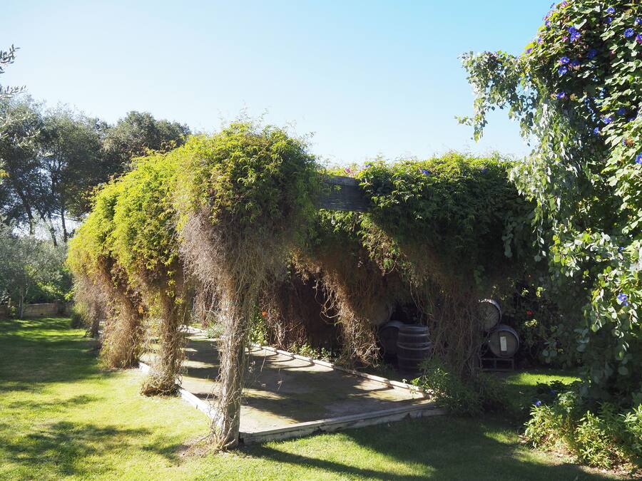 Un jardín con un pérgola cubierta de plantas trepadoras, un sendero y barriles.