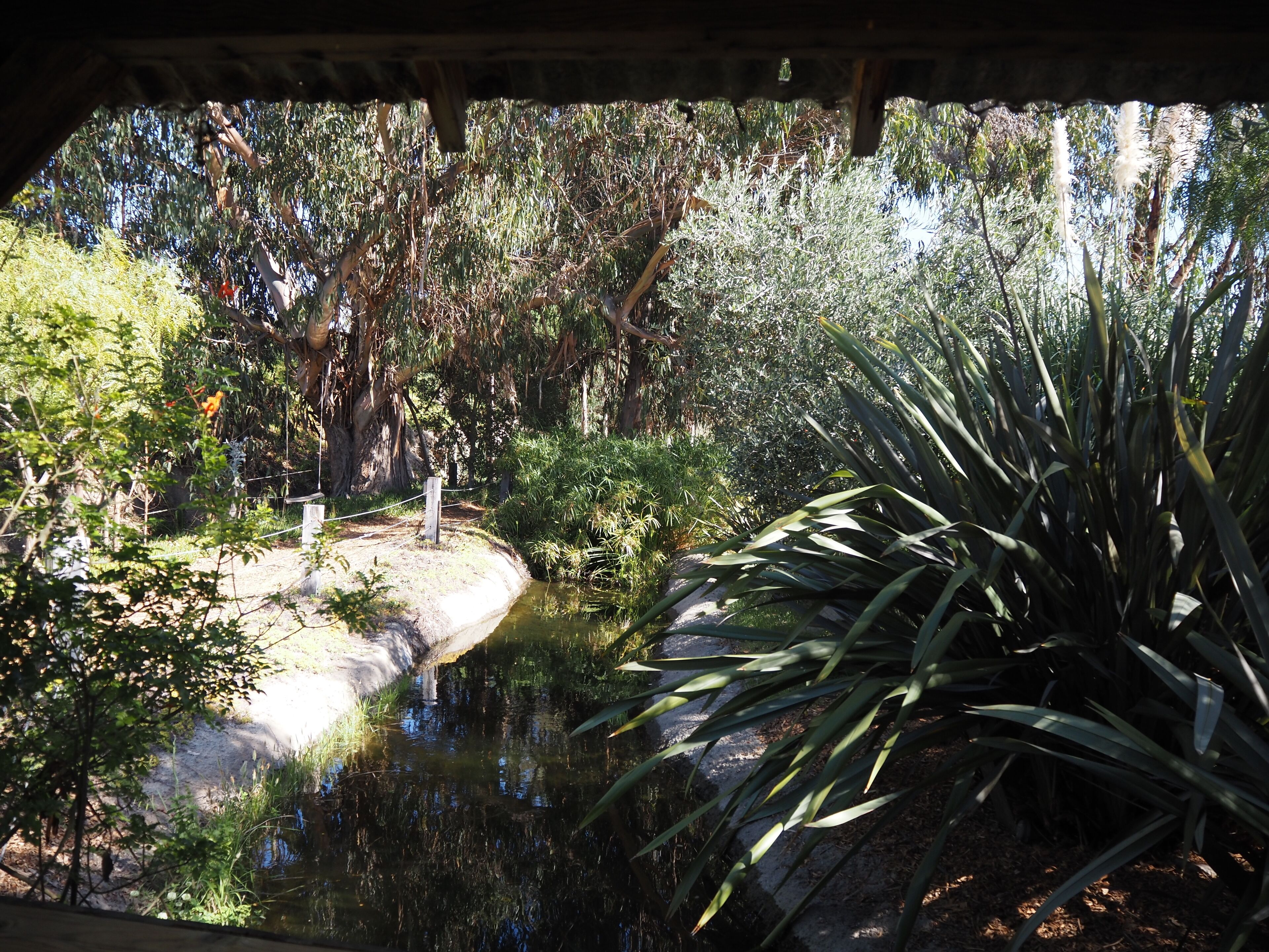 A tranquil garden with a pond, surrounded by various plants and trees.