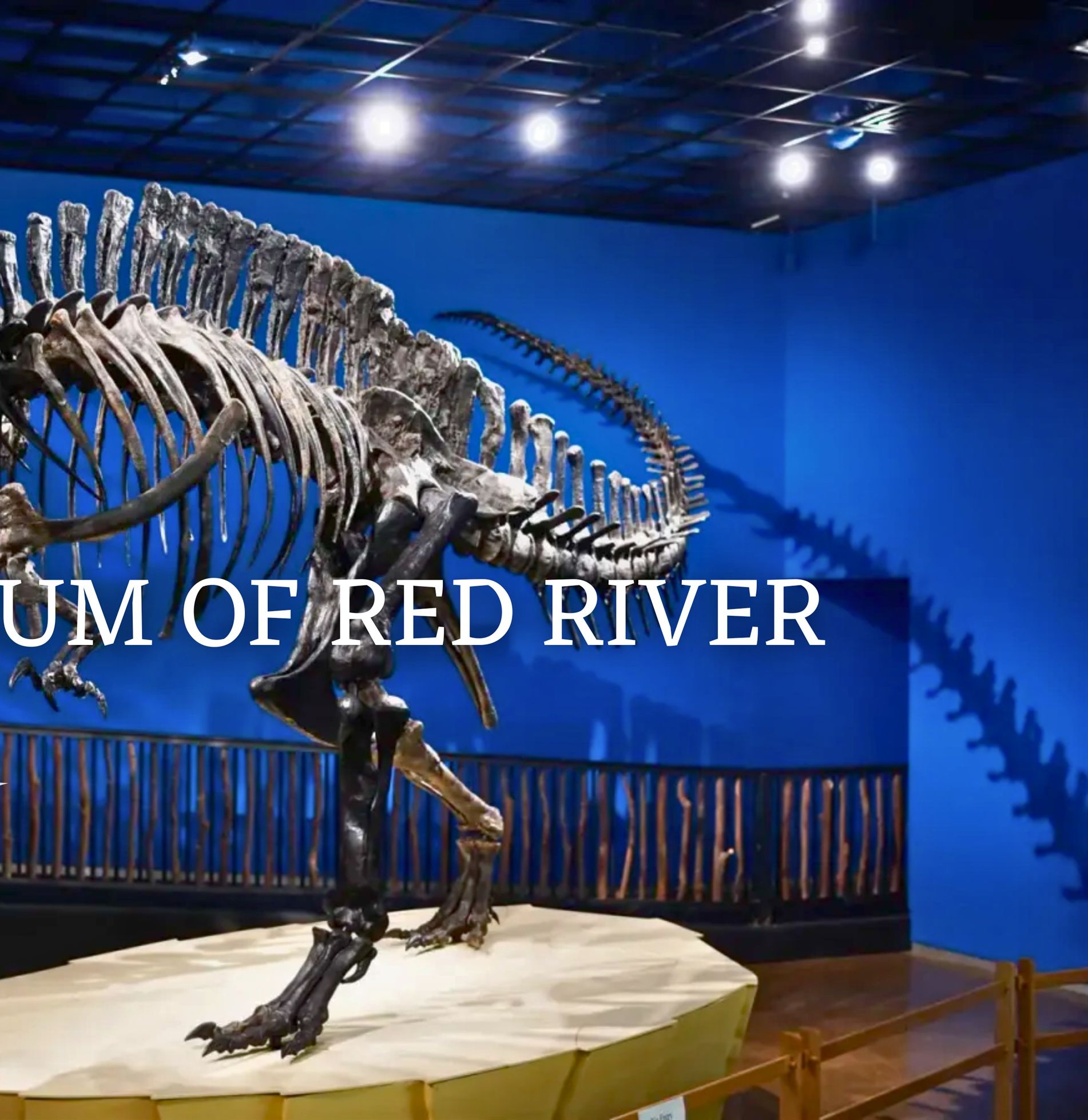 Exhibición de esqueletos de dinosaurios en el Museo del Río Rojo.