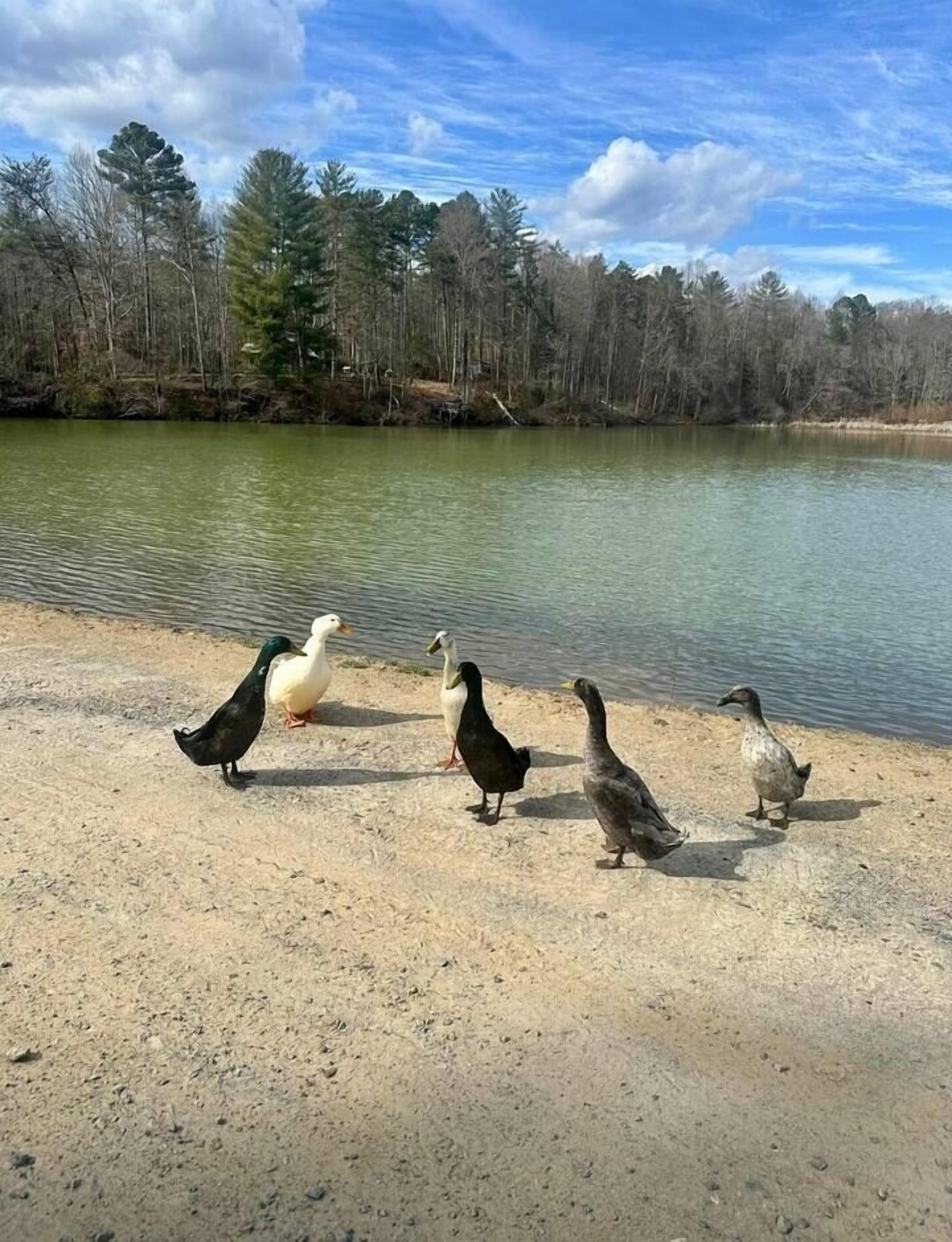 مناشف للشاطئ