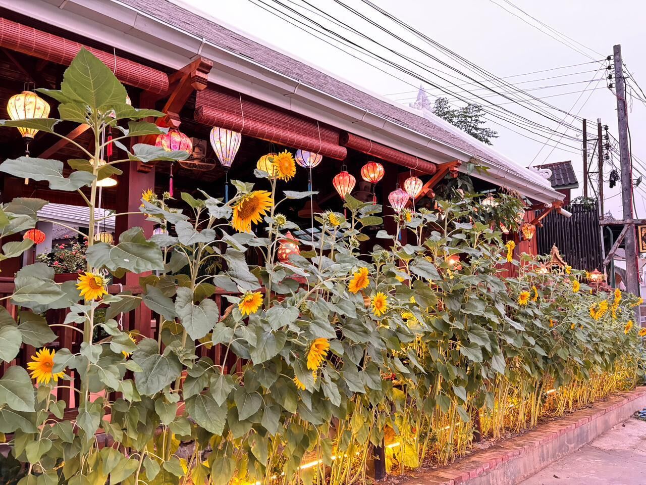 A row of sunflowers in front of a building with a red roof and traditional lanterns.