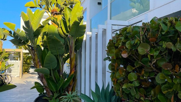 A modern building with a white exterior, large windows, and a pathway lined with various tropical plants. - Poolside Paradise by Best Holidays Fuerteventura (Corralejo)
