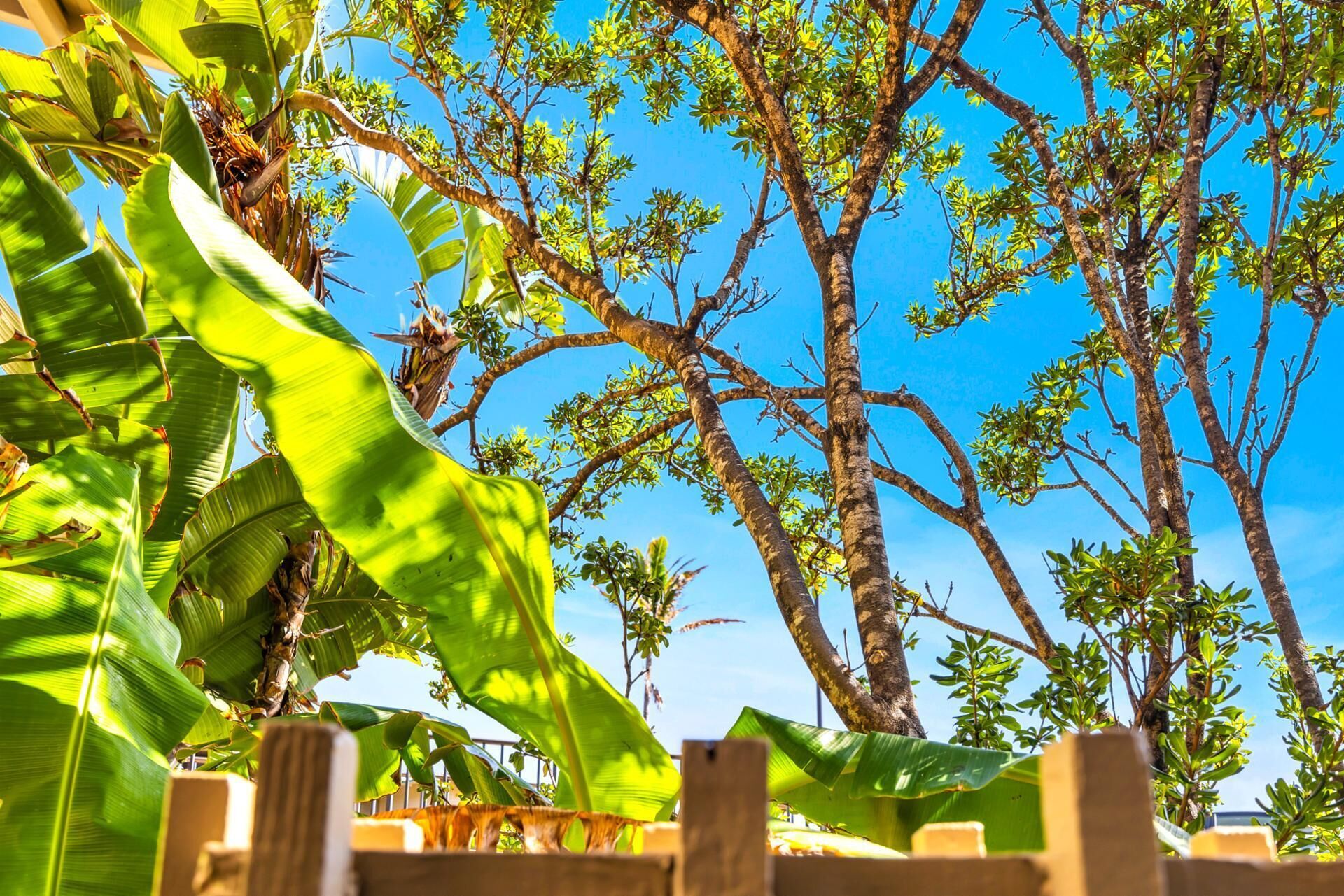 A tropical garden with banana plants and a wooden fence.