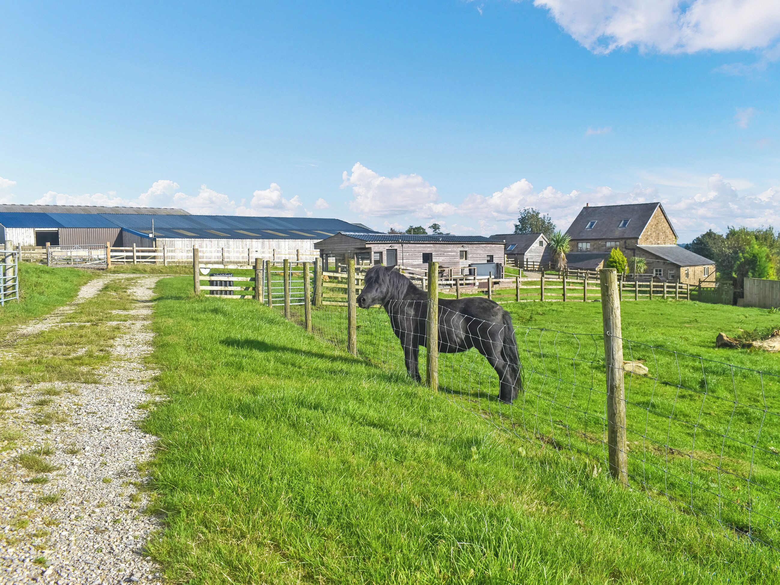 Un cheval dans un pré clôturé, avec un chemin de gravier menant à des bâtiments situés à l’arrière-plan.