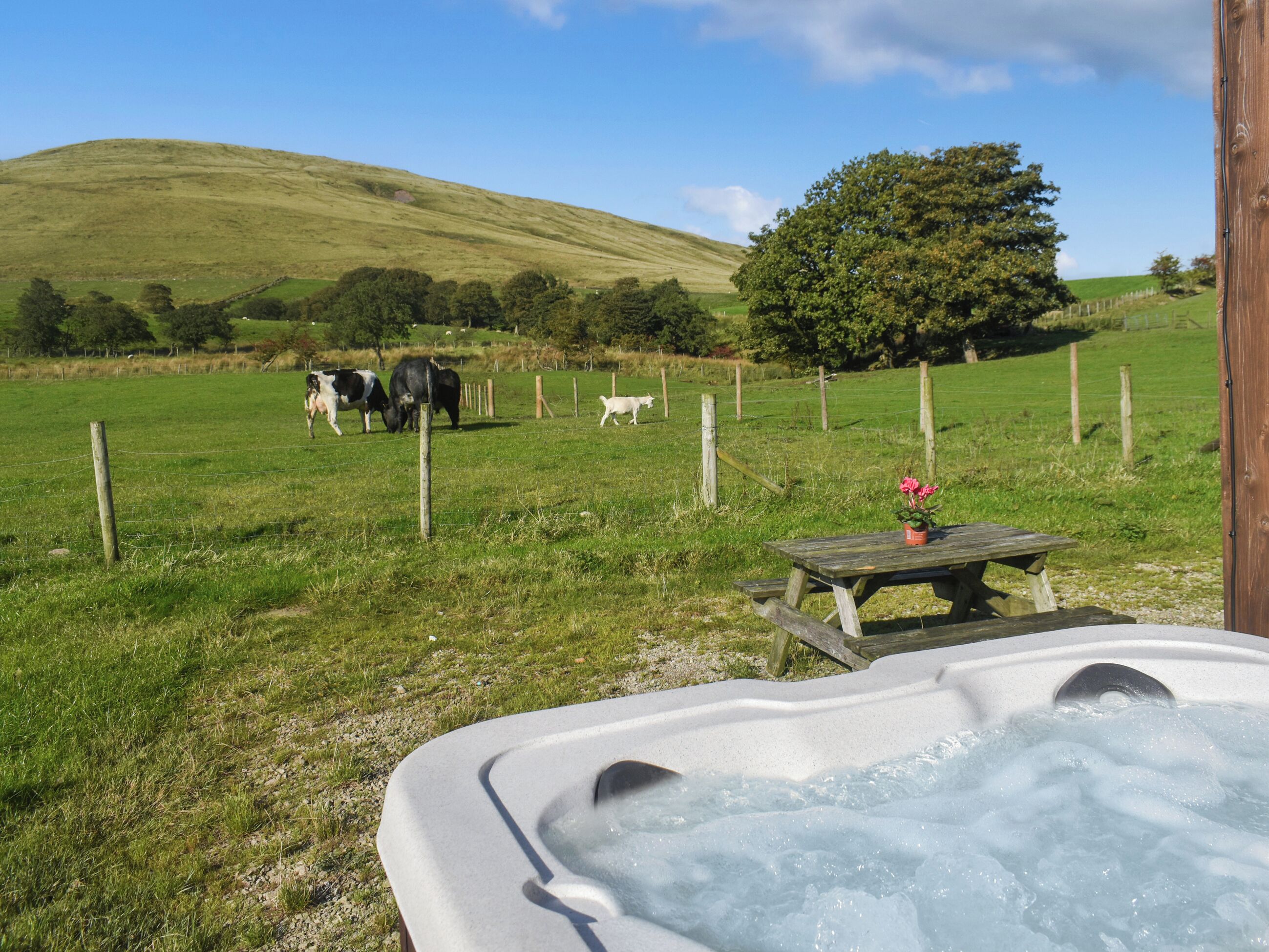 A hot tub with a wooden table and a flower vase, surrounded by a grassy field with cows and a tree in the background.