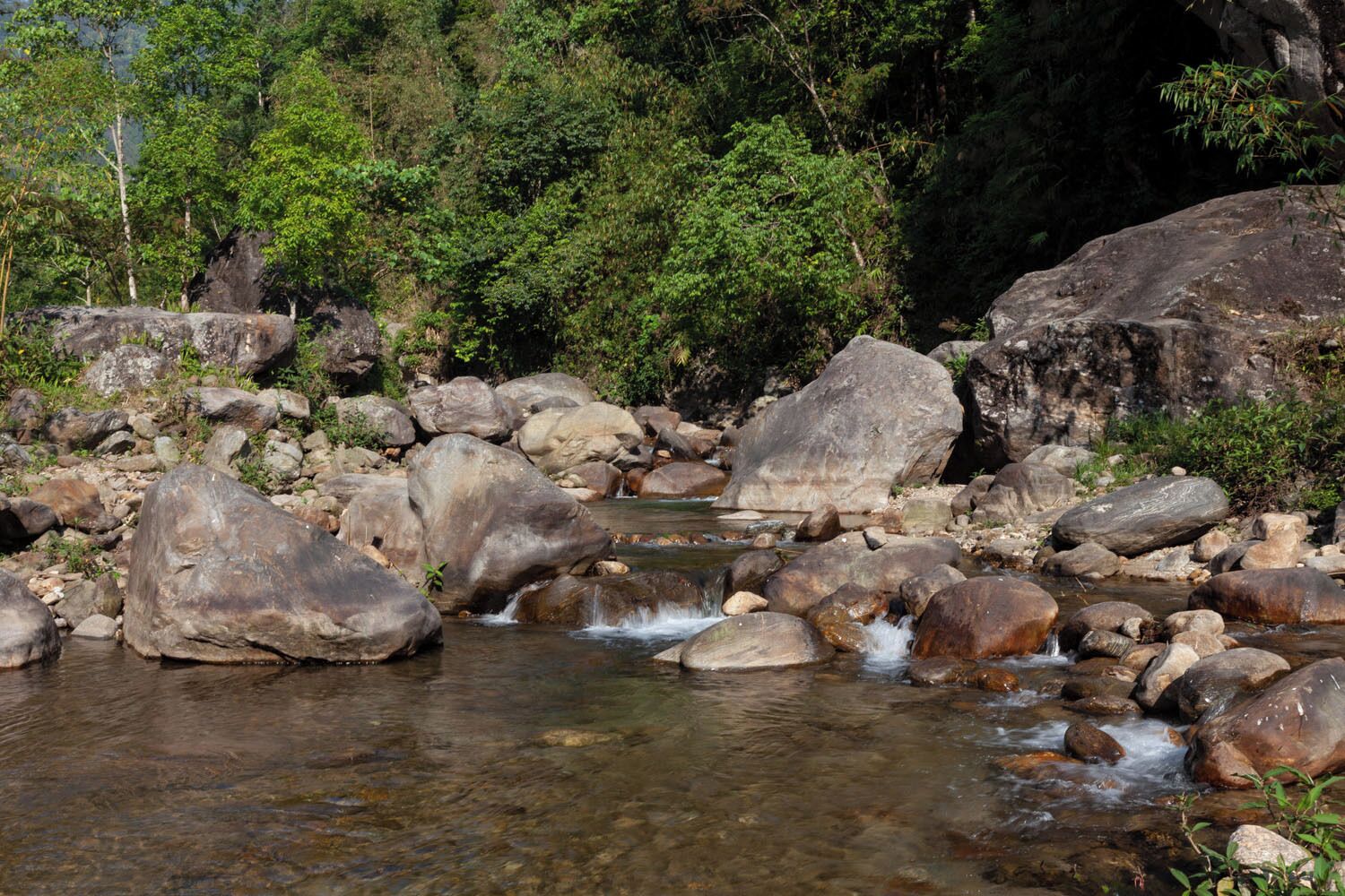 Entorno natural al aire libre con un pequeño arroyo que fluye sobre rocas, rodeado de abundante vegetación.