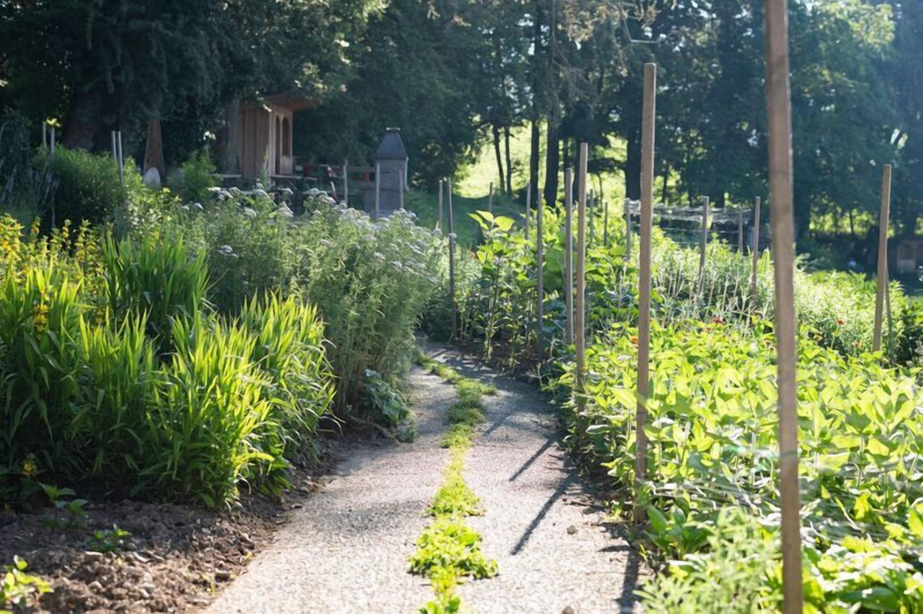 Un sendero en un jardín flanqueado por plantas, con una estructura de madera al fondo y un camino de grava.