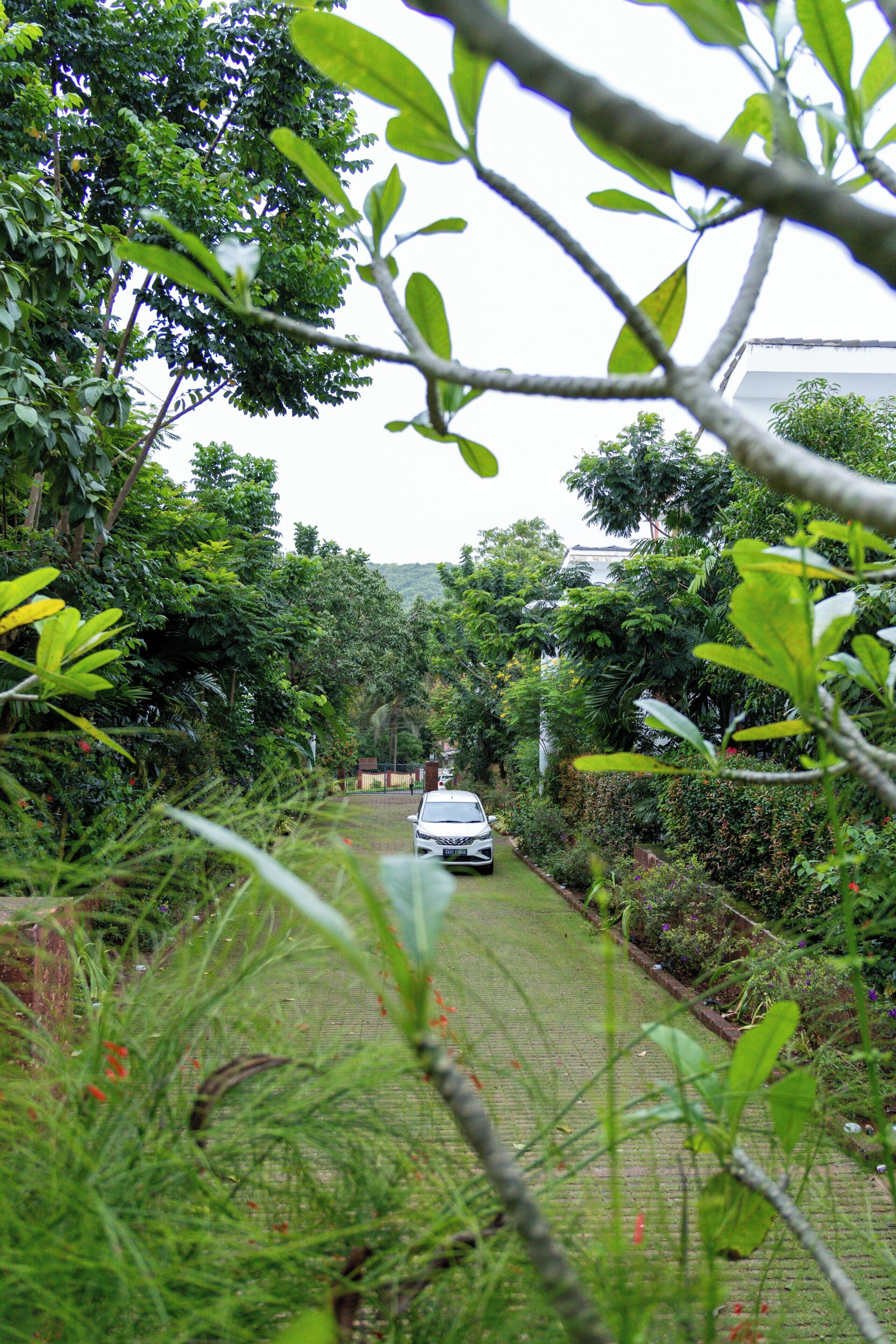 A pathway leading to a building surrounded by dense greenery.