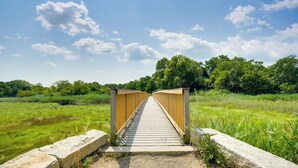 Un pont en bois menant à une zone naturelle caractérisée par une végétation luxuriante et de nombreux arbres.