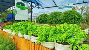 Et drivhus med potteplanter med salat og et skilt.