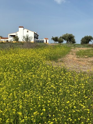 Property grounds - Family house in the countryside with pool. Near Monsaraz and Lake Alqueva (Amareleja)
