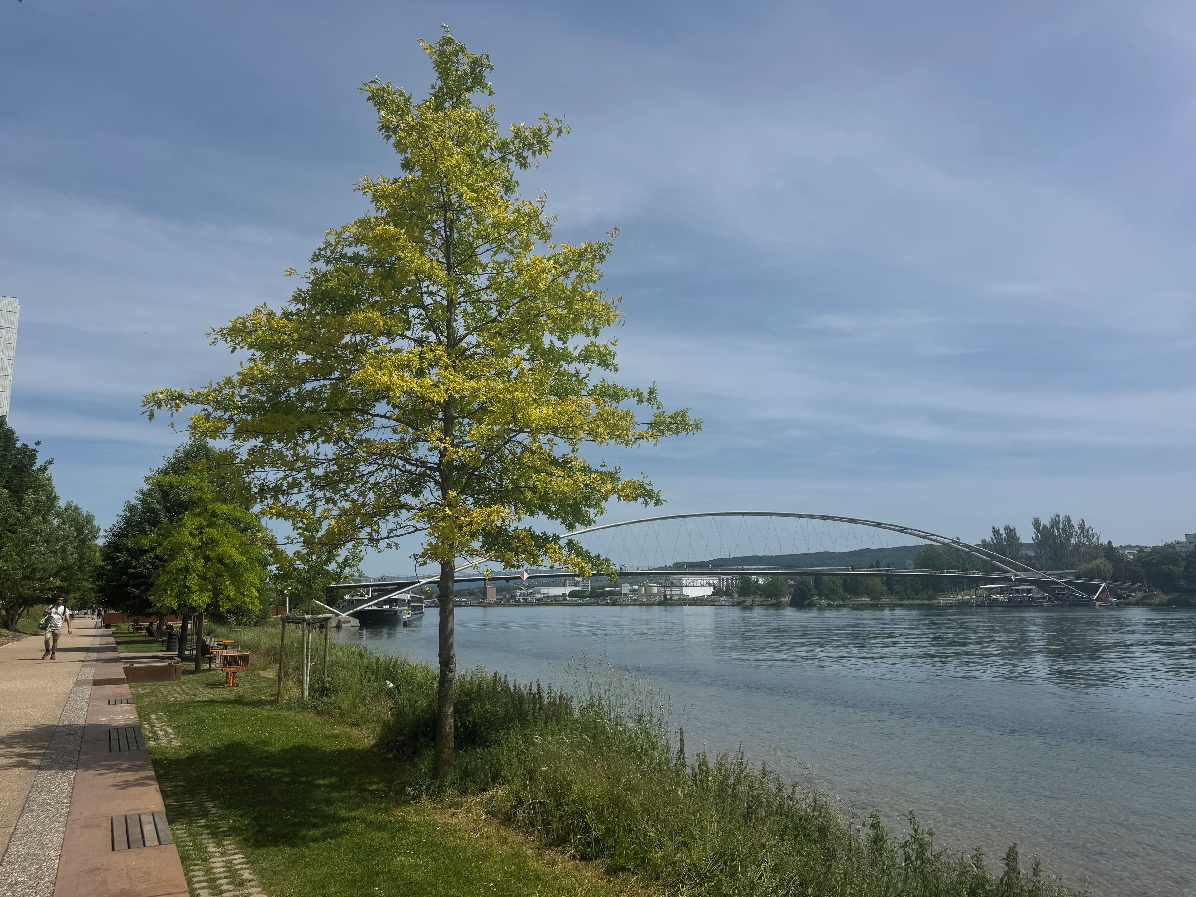 En strandpromenad längs floden med ett träd, en bro och ett stilla vattenområde.