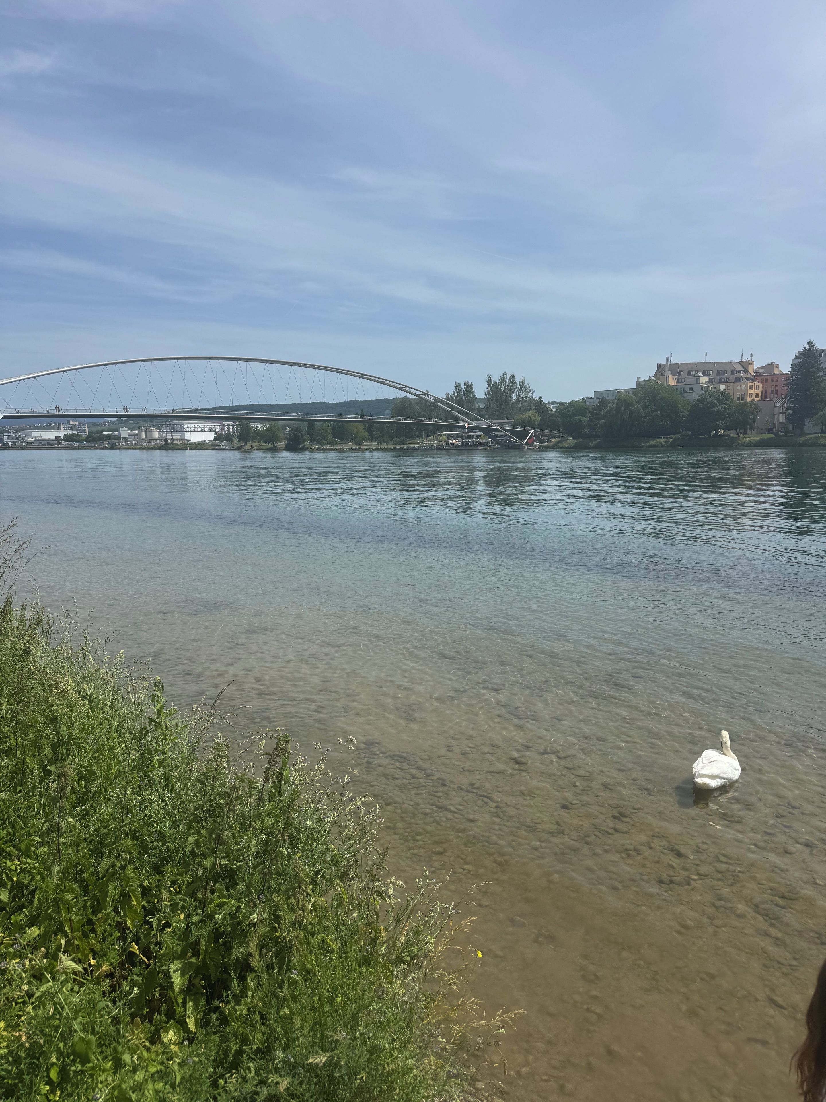 Un río con un puente, agua cristalina y un cisne.