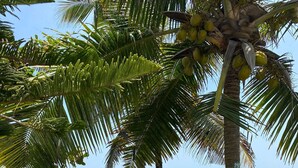 A tropical garden with a palm tree, a stone sculpture, and a view of the ocean.