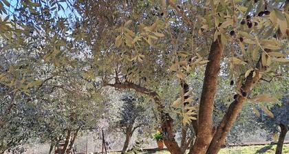 Nico's Nest 5 minutes from Caglieron Caves at the foot of Cansiglio forest