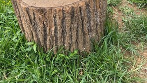 A goat resting on a tree stump in a grassy area with a metal structure and a blue barrel in the background. - Charming tiny house in the mountains on a goat farm in Murphy, NC (Murphy)