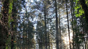 A forest path surrounded by tall trees with sunlight filtering through.