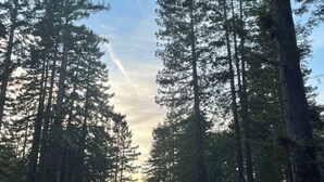 A cabin surrounded by tall pine trees with a clear sky. - Beautiful Large Home w Game Room on Private Acreage  (Gualala)