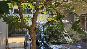 Un albero con foglie verdi davanti a un'auto.