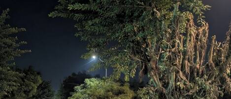 Avgiftsfri parkering