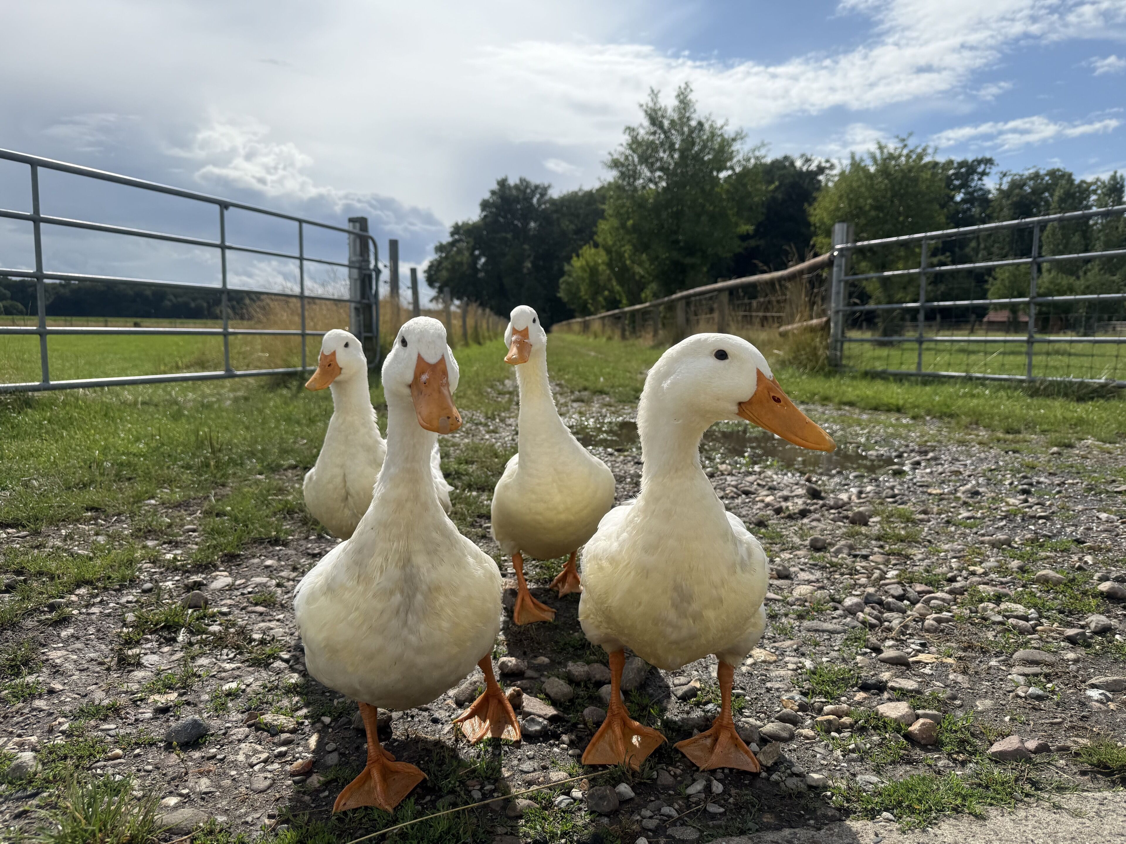 Quatre canards se tiennent sur un chemin de gravier, avec une clôture en métal et des arbres en arrière-plan.