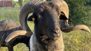 Un carnero de grandes cuernos curvados de pie en un campo de hierba.