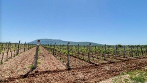 Un vignoble avec des rangées de vignes et un panneau indicateur au premier plan.
