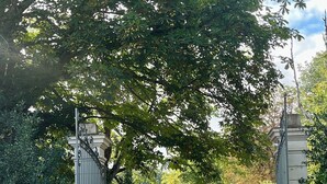 A gravel path leading through a gated entrance surrounded by lush greenery and trees. - The maples - sainte maure de Touraine (Sainte-Maure-de-Touraine)